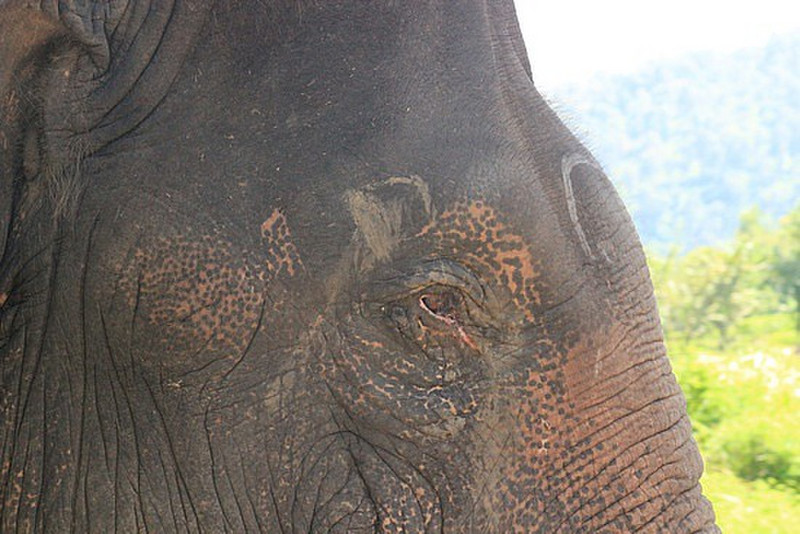 Adult Elephant