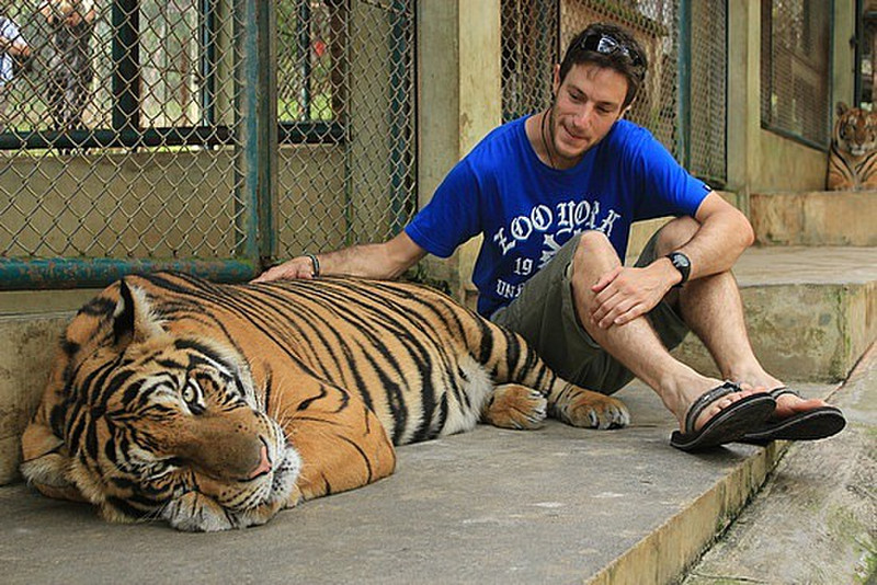 At Tiger Kingdom