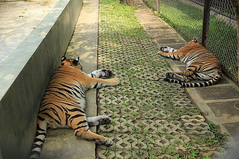 Lazy Tigers