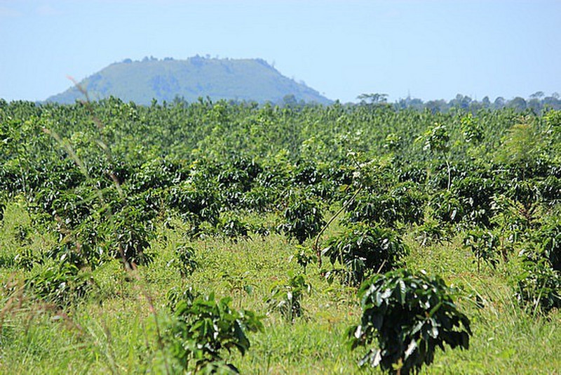 Coffee Tree Plantation