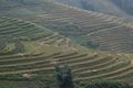 Tiered Rice Fields