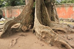 Cool Tree Roots