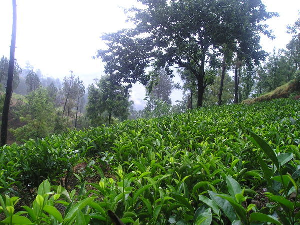 Tea Garden in Kausani