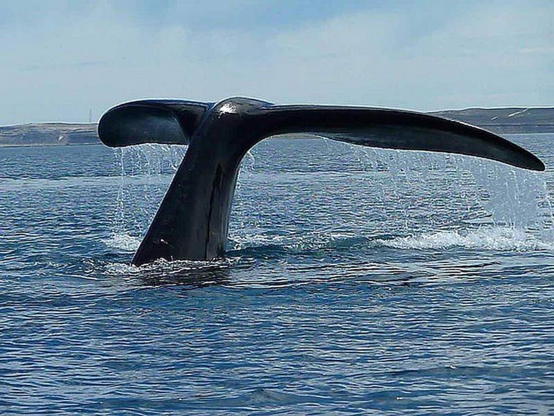 A whale tail near the Peninsula Vald&eacute;s