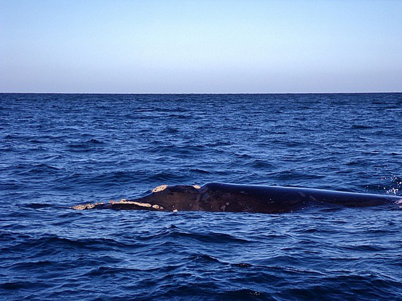 Whale-spotting, Peninsula Vald&eacute;s