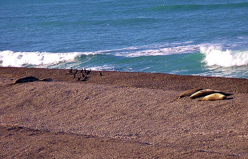An inlet on Peninsula Vald&eacute;s where sea-lions live