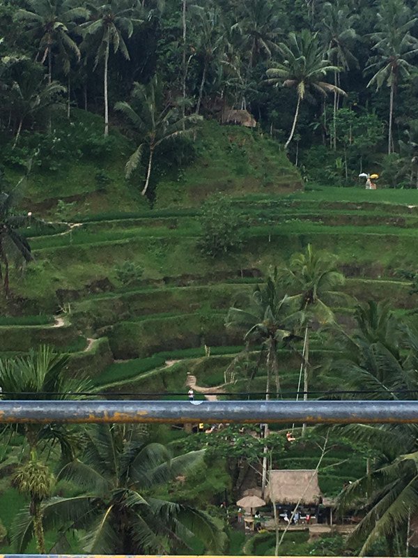 Rice Terraces Ubud