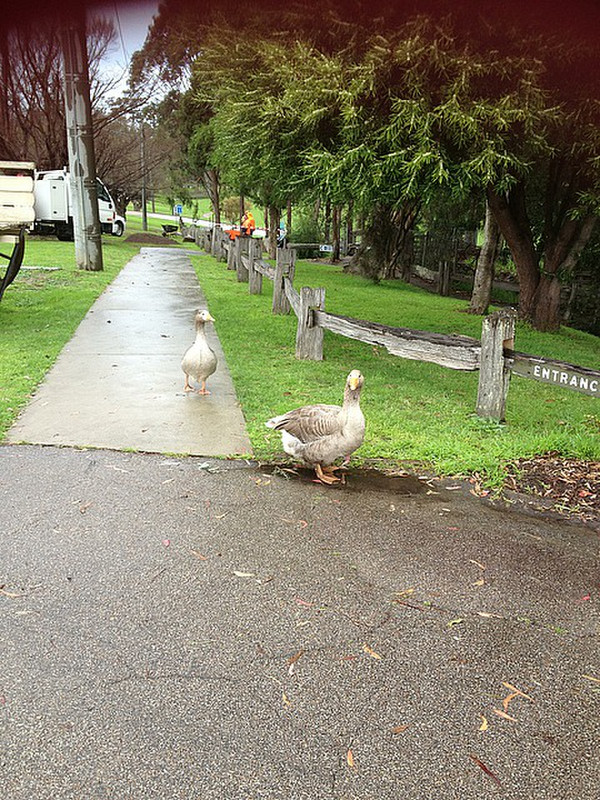 Geese at the crossing