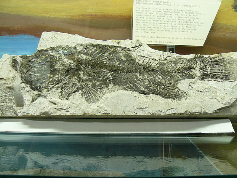 A fossile fish