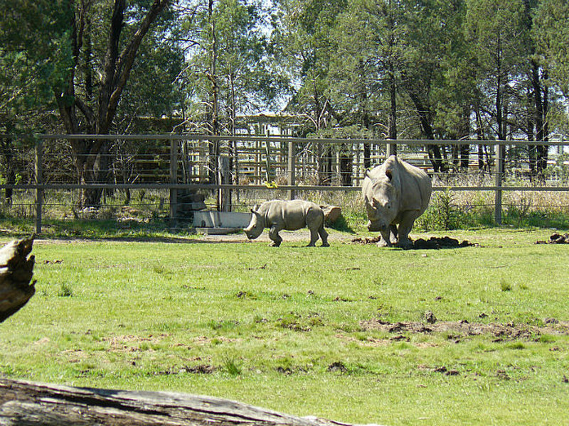 Baby White Rhino with Mum