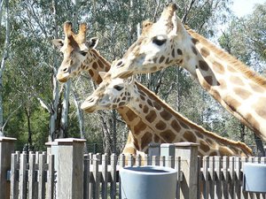 Giraffes