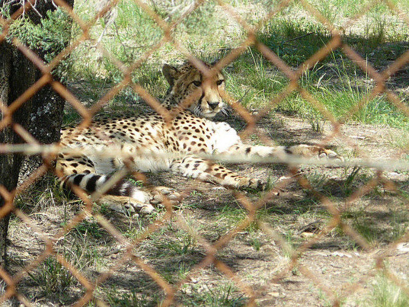 Sunctiut The Cheetah