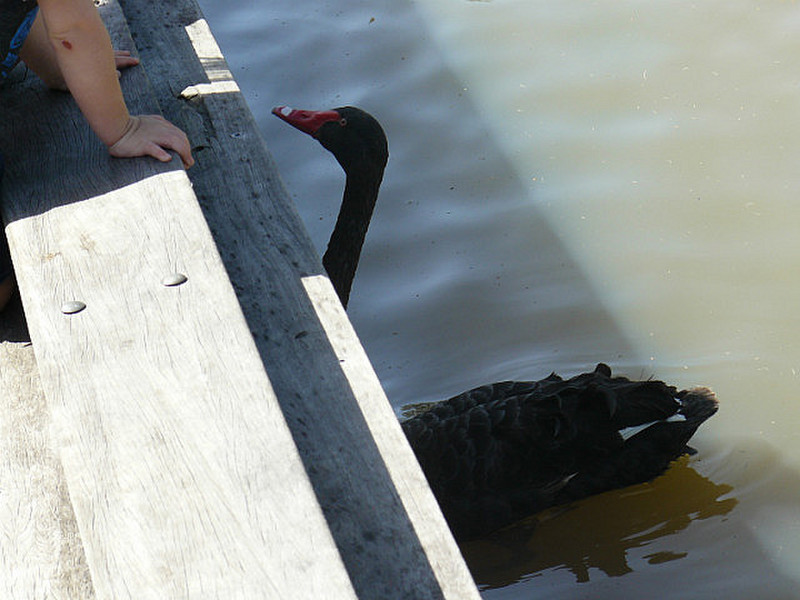 This Black Swan