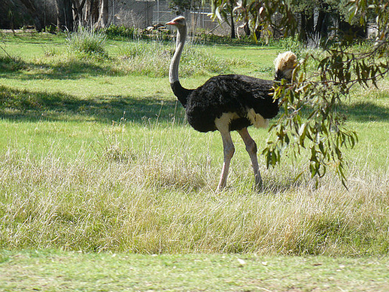 An Ostrich