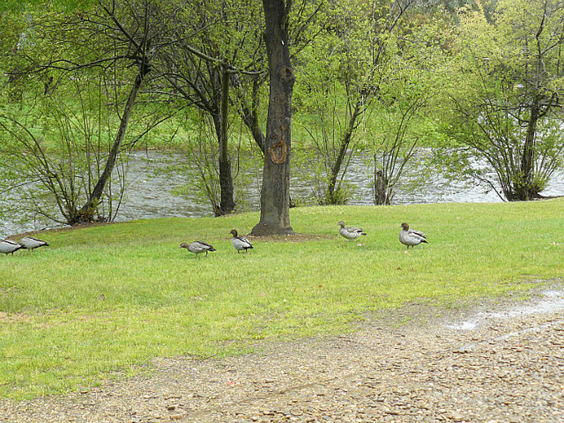 The Duckess on the Ovens River