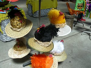 Chooks on top of a Hat