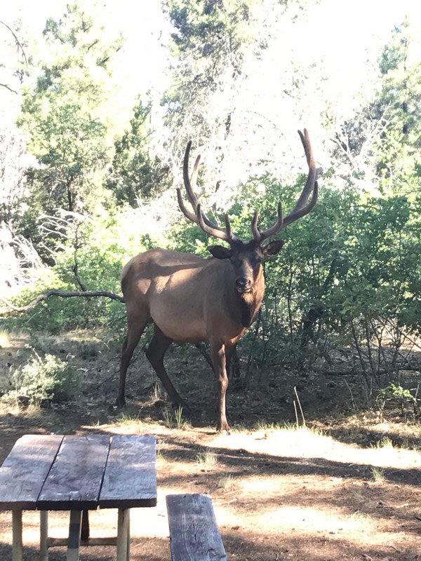 Big buck along side of road