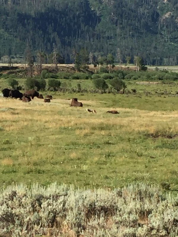 Coyote between bison