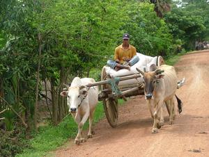 Ox and Cart - Cambodia