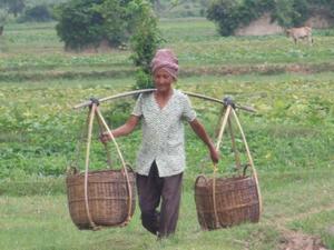 Hard working woman coming back from the fields - Cambodia