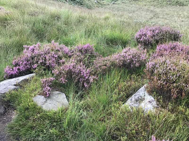 And the heather.
