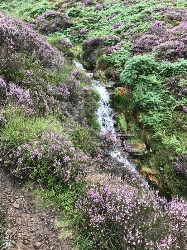 The heather is nice enough but a waterfall as well.