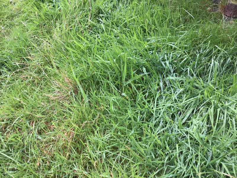 This is the enemy though. Soaking wet grass. Looks innocuous but takes a toll on boots and socks.