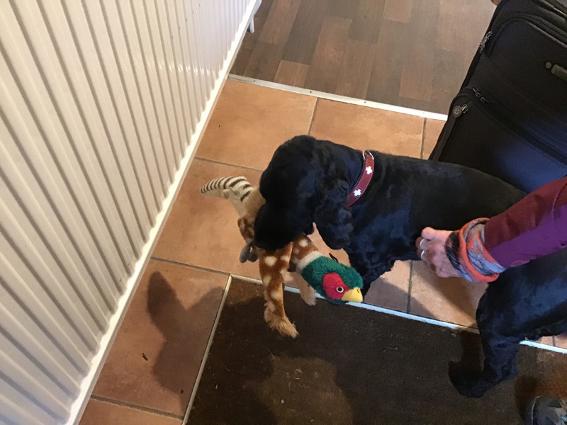 To be greeted by dog and pheasant (one of which is a stuffed toy).