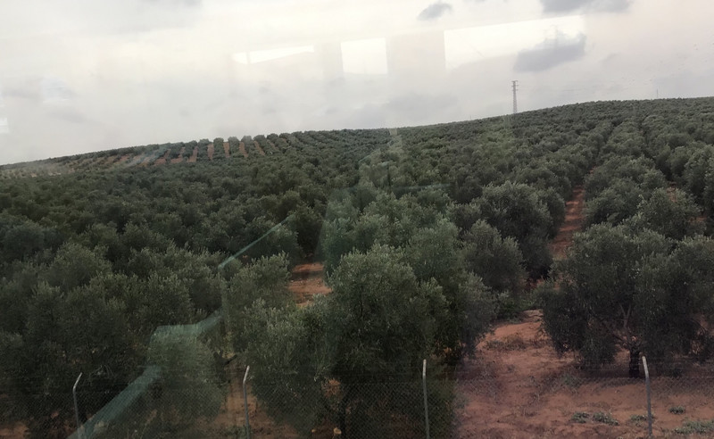 We saw some olive trees.