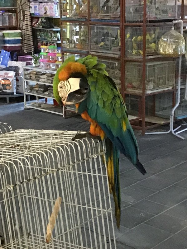 Principal character in the Bird market, Doha.
