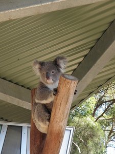 koala 1