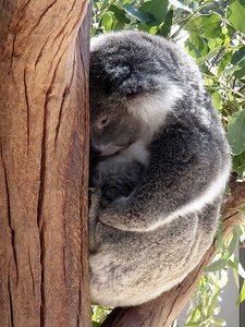sleeping koala