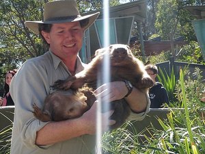 friendly wombat