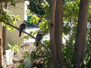 wild kookaburras