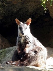 Sunbathing wallaby