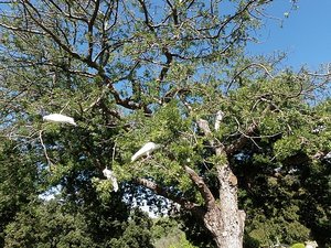 Cockatoos in tree