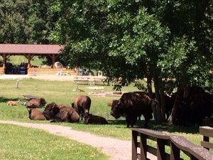 Random Herd of Buffalo