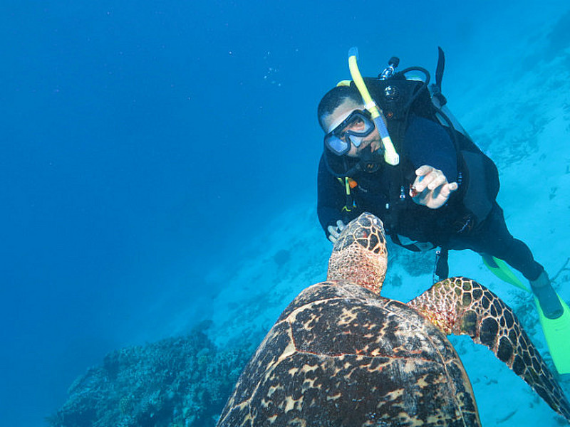 Kirk feeding a sea turtle