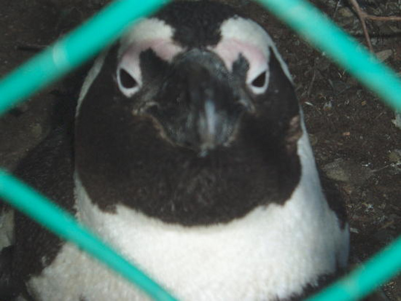 Penguin again