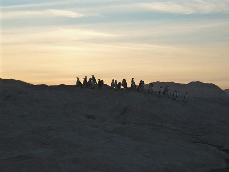 Penguins at sunset