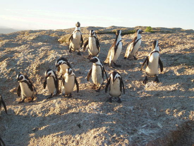 Penguins penguins penguins!