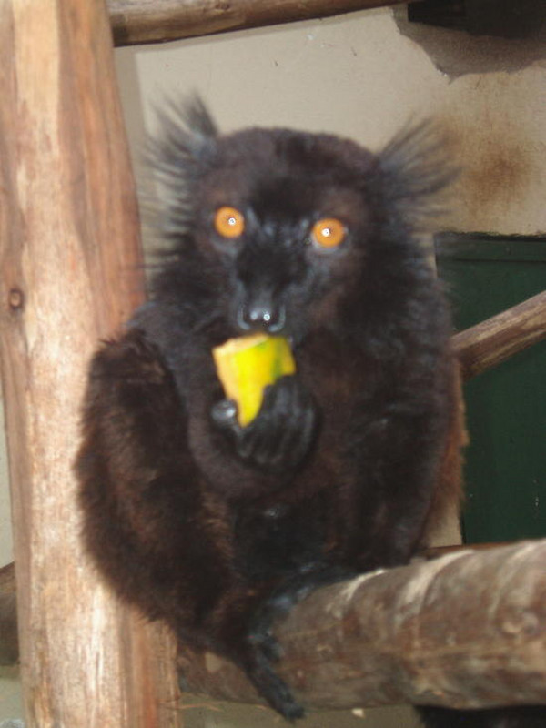 Black Lemur