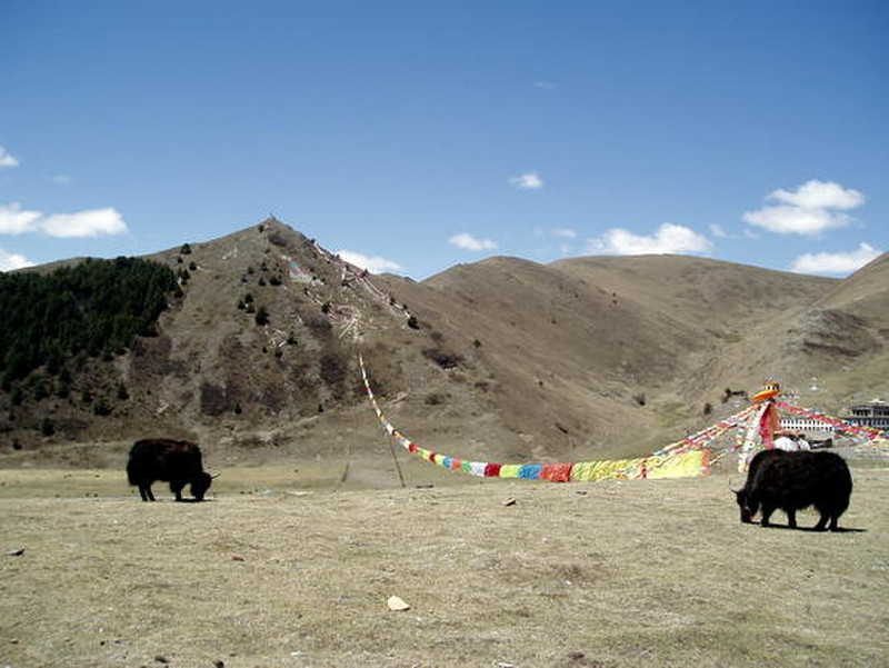 13Yaks and Flags