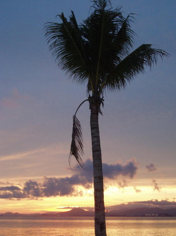 24Sunset and Palm Tree