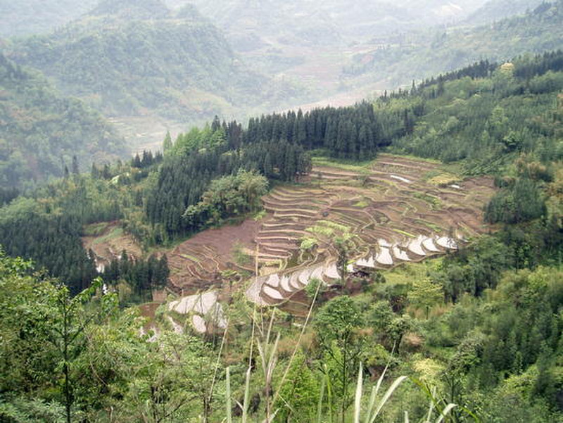 Looking down on the rice paddies