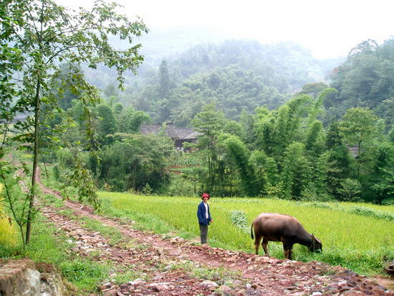 Water Buffalo infront of the house
