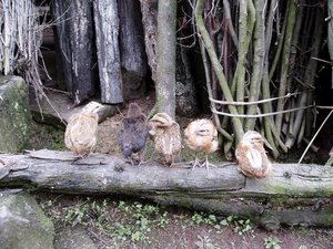 5 little speckled hens sat on a speckled log!