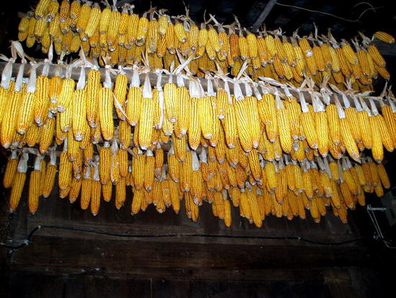 Corn hung out to dry