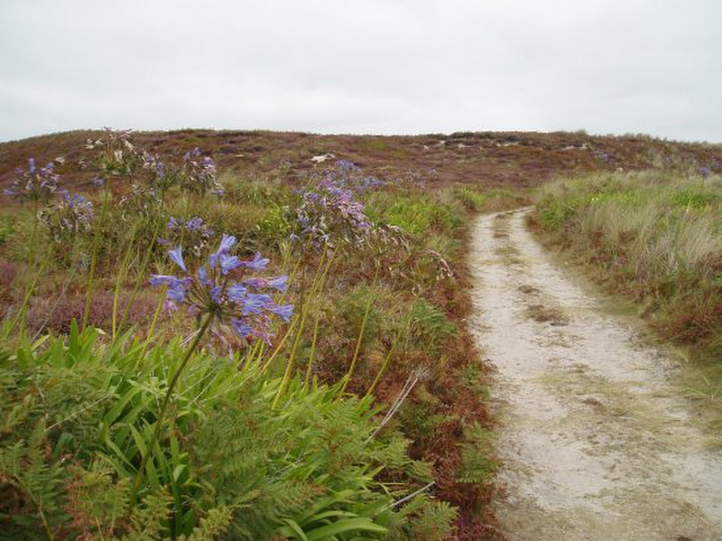 Blue flower path