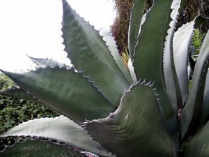 giant cactus